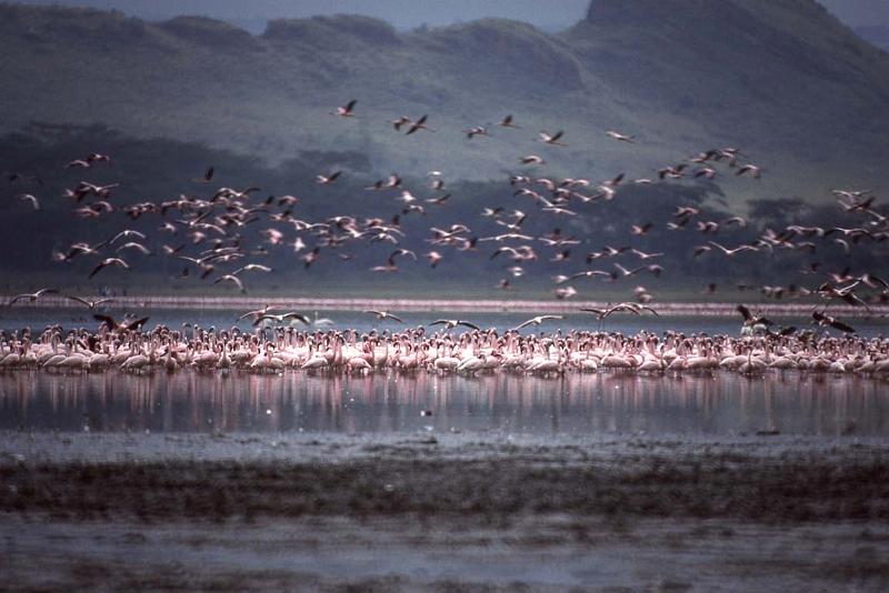 RWT 0194 205-31 Kenya Flamingoes.jpg